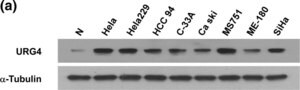 Merck Anti-URGCP antibody produced in rabbit