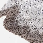 Merck Anti-C7orf25 antibody produced in rabbit