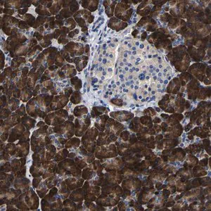 Merck Anti-SLC12A2 antibody produced in rabbit