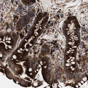 Merck Anti-AMZ1 antibody produced in rabbit