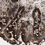 Merck Anti-AMZ1 antibody produced in rabbit