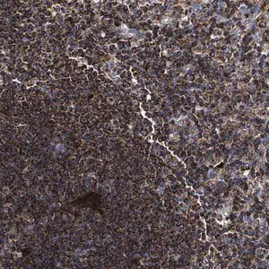 Merck Anti-COG5 antibody produced in rabbit