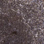 Merck Anti-COG5 antibody produced in rabbit