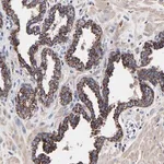 Merck Anti-SEM1 antibody produced in rabbit