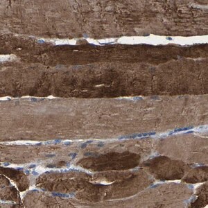 Merck Anti-SLC25A25 antibody produced in rabbit