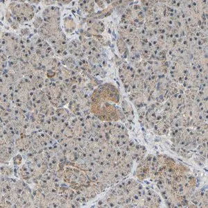 Merck Anti-GCAT antibody produced in rabbit