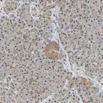 Merck Anti-GCAT antibody produced in rabbit