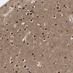 Merck Anti-ZNF346 antibody produced in rabbit