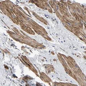 Merck Anti-KCTD17 antibody produced in rabbit