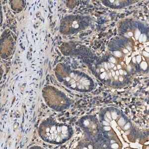 Merck Anti-BCL7C antibody produced in rabbit