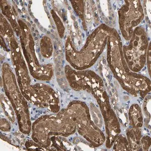 Merck Anti-CIDEC antibody produced in rabbit
