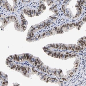 Merck Anti-NLE1 antibody produced in rabbit