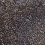 Merck Anti-ACCS antibody produced in rabbit