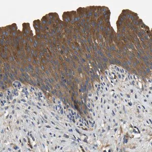 Merck Anti-STAT2 antibody produced in rabbit