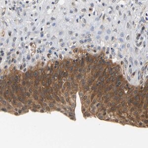 Merck Anti-ARHGEF12 antibody produced in rabbit