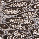 Merck Anti-ZCCHC7 antibody produced in rabbit