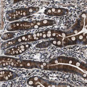 Merck Anti-WDR60 antibody produced in rabbit