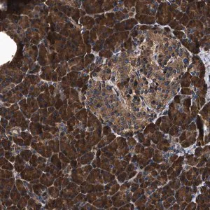 Merck Anti-ZMYND19 antibody produced in rabbit