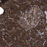 Merck Anti-ZMYND19 antibody produced in rabbit