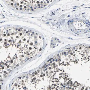 Merck Anti-STRBP antibody produced in rabbit