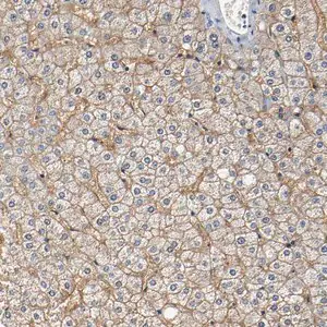 Merck Anti-SLCO2B1 antibody produced in rabbit