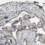 Merck Anti-MMRN2 antibody produced in rabbit