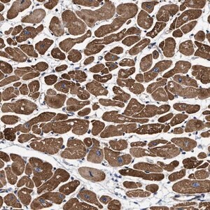 Merck Anti-SFXN4 antibody produced in rabbit