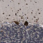 Merck Anti-UPF1 antibody produced in rabbit