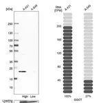 Merck Anti-GGCT antibody produced in rabbit