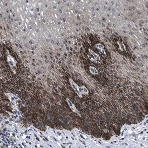 Merck Anti-HAUS6 antibody produced in rabbit