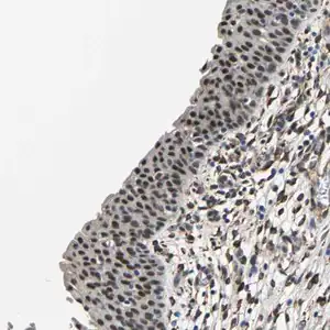 Merck Anti-METTL1 antibody produced in rabbit