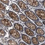 Merck Anti-PHPT1 antibody produced in rabbit
