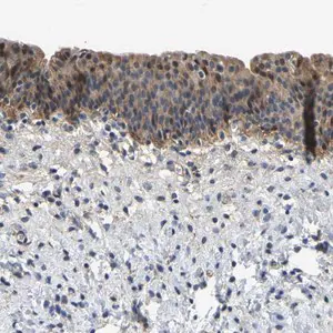 Merck Anti-LIAS antibody produced in rabbit