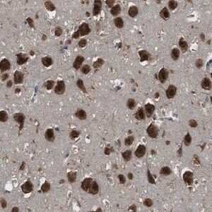 Merck Anti-ARHGEF5 antibody produced in rabbit