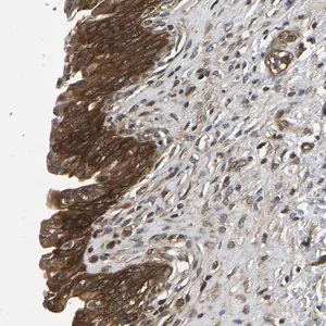 Merck Anti-FGD5 antibody produced in rabbit