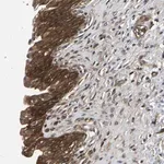 Merck Anti-FGD5 antibody produced in rabbit