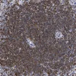 Merck Anti-HCLS1 antibody produced in rabbit