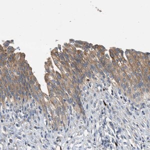 Merck Anti-TMEM68 antibody produced in rabbit