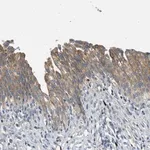 Merck Anti-TMEM68 antibody produced in rabbit