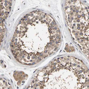 Merck Anti-AIMP2 antibody produced in rabbit