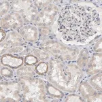 Merck Anti-MINDY4 antibody produced in rabbit