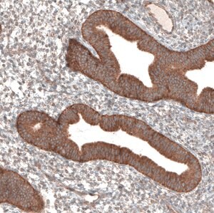 Merck Anti-PER3 antibody produced in rabbit