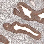 Merck Anti-PER3 antibody produced in rabbit