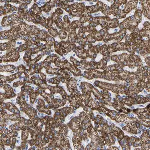 Merck Anti-ZNF629 antibody produced in rabbit
