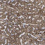 Merck Anti-ZNF629 antibody produced in rabbit