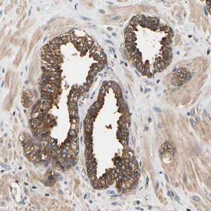 Merck Anti-LRBA antibody produced in rabbit
