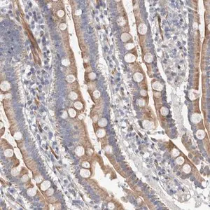 Merck Anti-PSMG3 antibody produced in rabbit