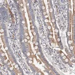 Merck Anti-PSMG3 antibody produced in rabbit