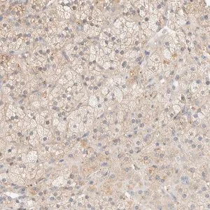 Merck Anti-TBC1D8B antibody produced in rabbit