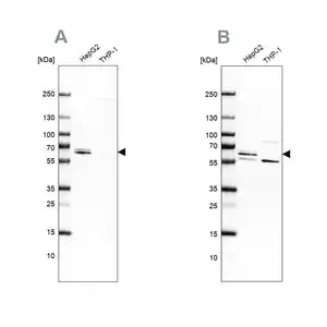 Merck Anti-CDR2 antibody produced in rabbit